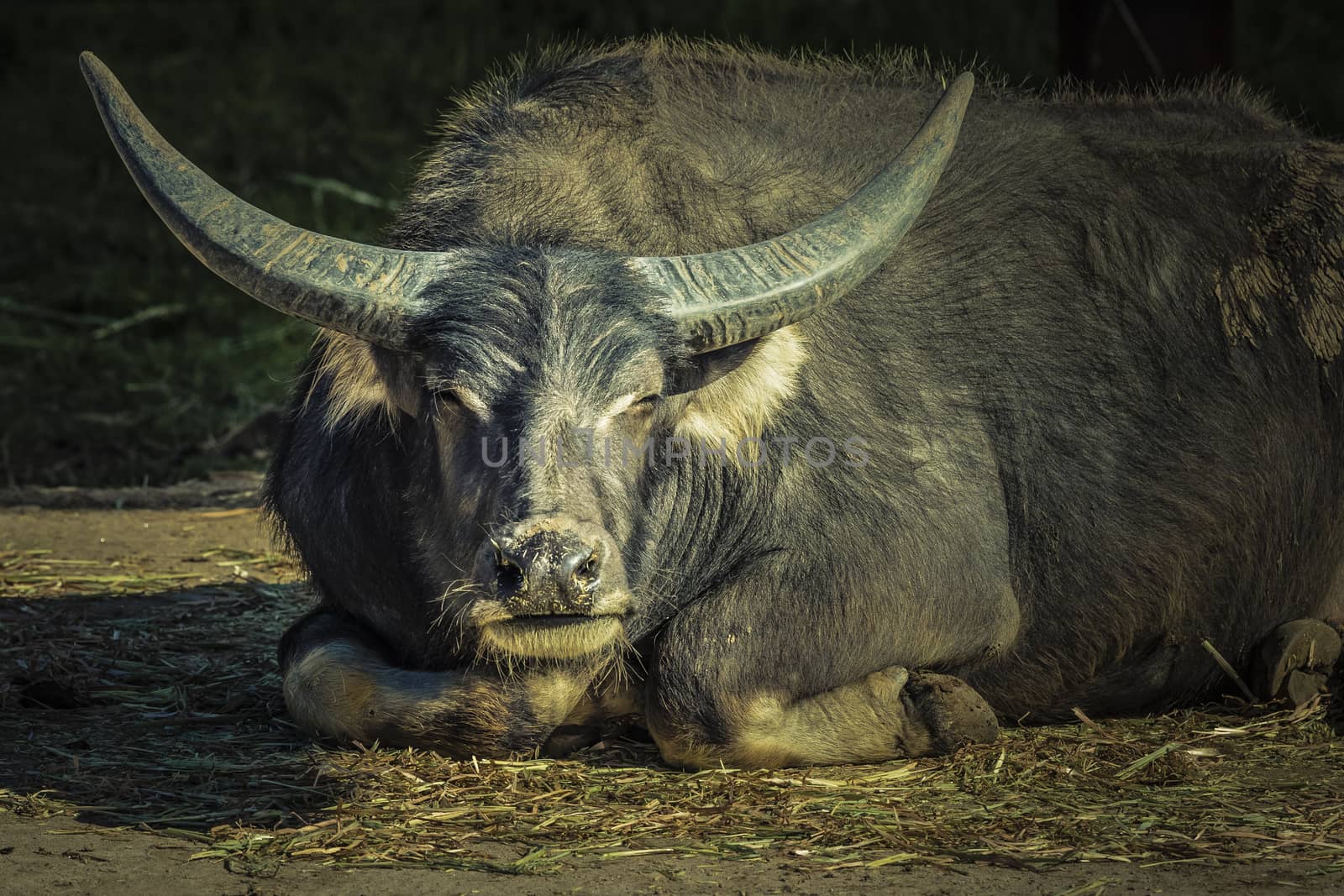 A black Water Buffalo with large horns sitting on the ground by WittkePhotos