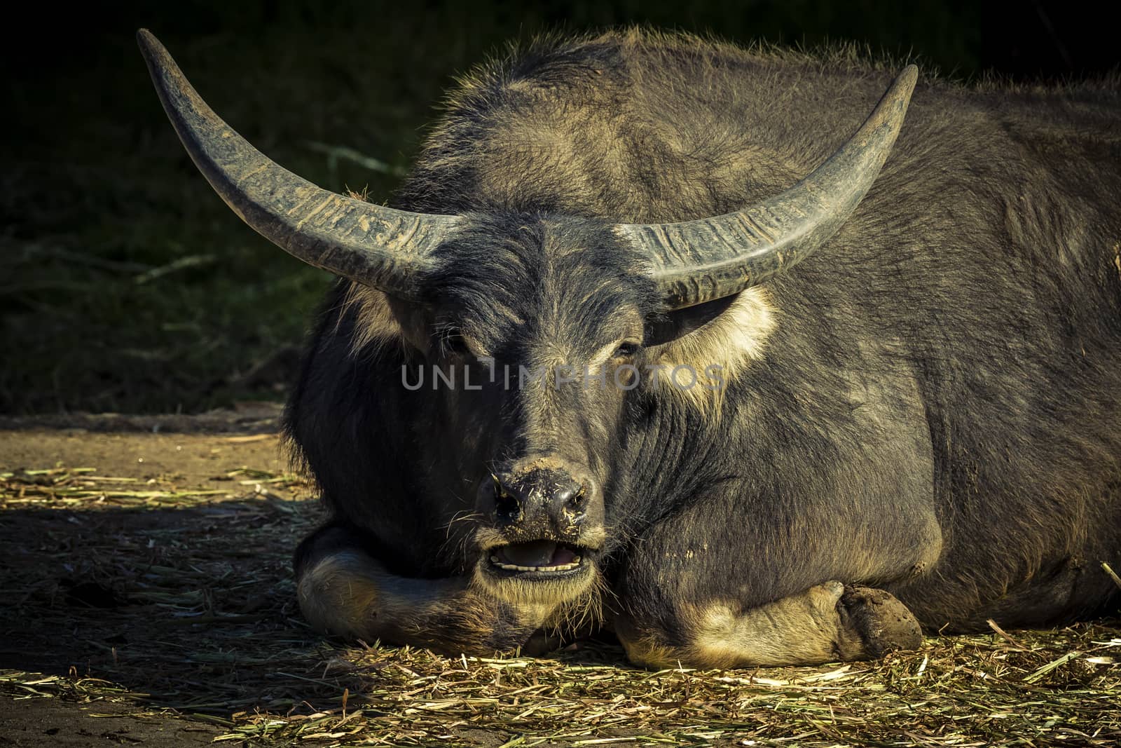 A black Water Buffalo with large horns sitting on the ground by WittkePhotos