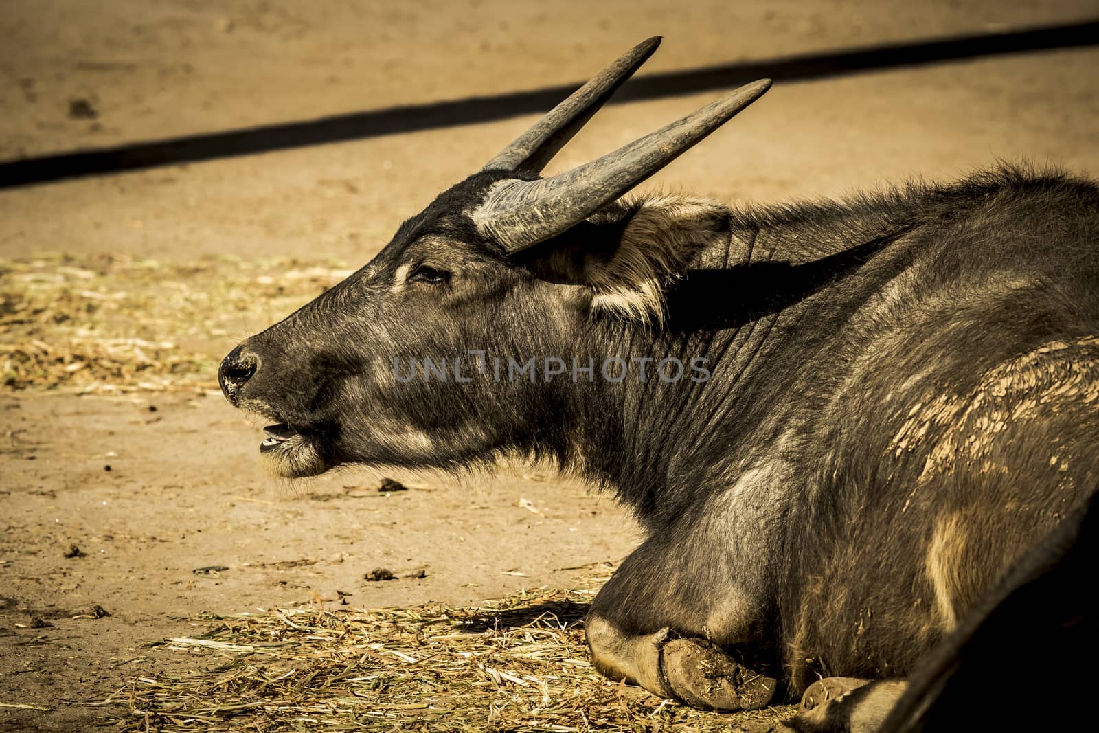 A black Water Buffalo with large horns sitting on the ground