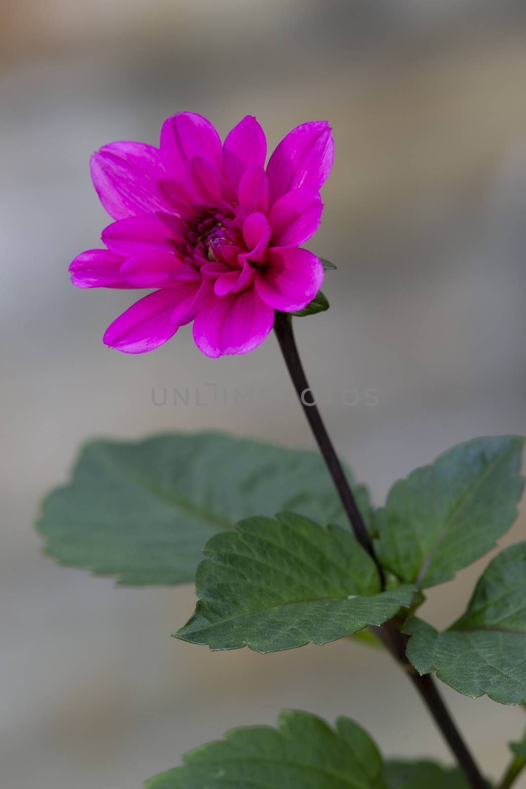 A blossoming pink flower with a long stem and green leaves