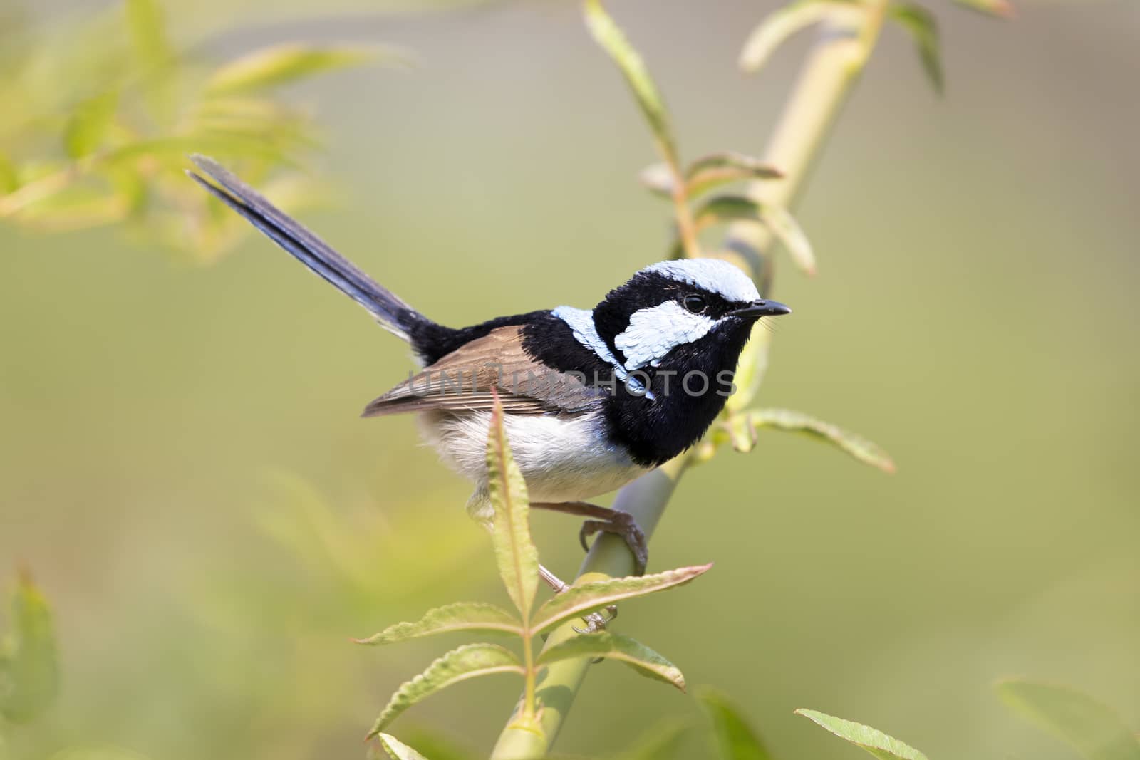 A blue faced male Superb Fairy-Wren sitting on a green branch