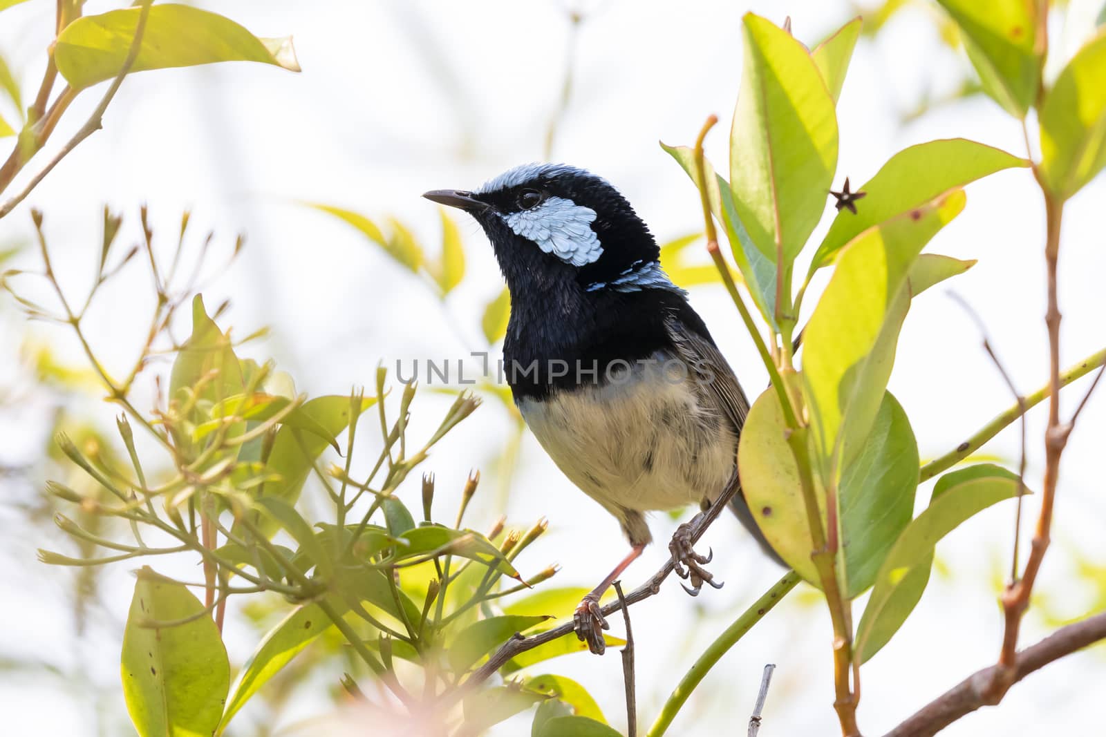 A blue faced male Superb Fairy-Wren sitting on a green branch by WittkePhotos