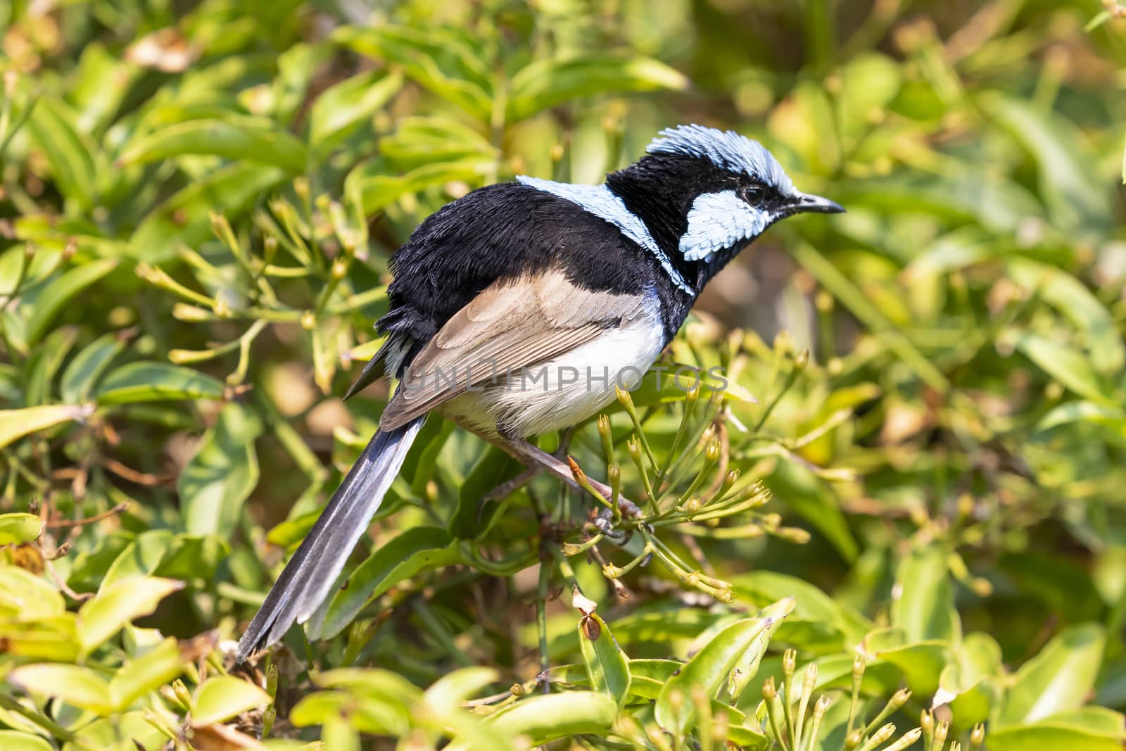 A blue faced male Superb Fairy-Wren sitting on a green branch by WittkePhotos