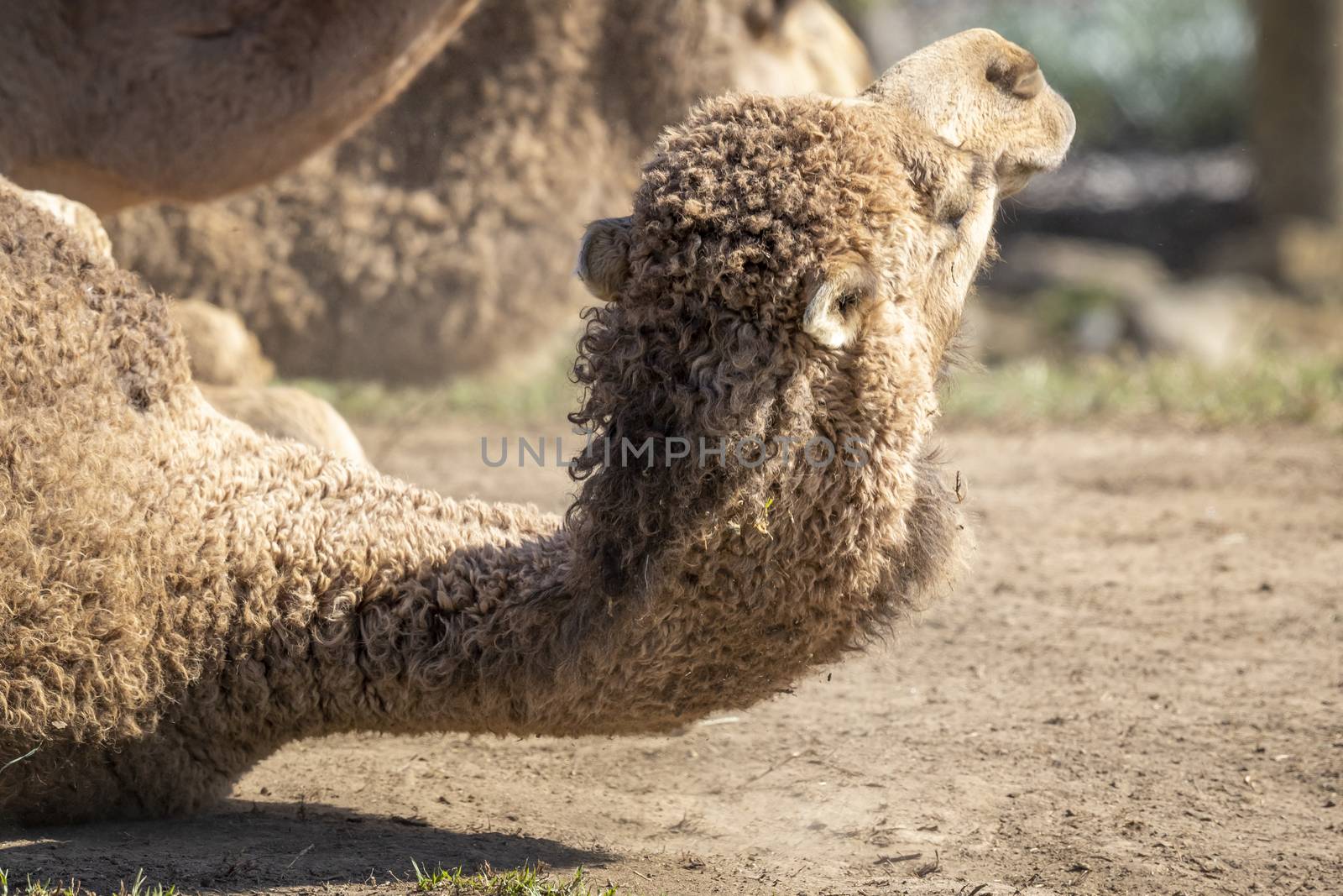 A brown Camel lying on the ground in the dirt