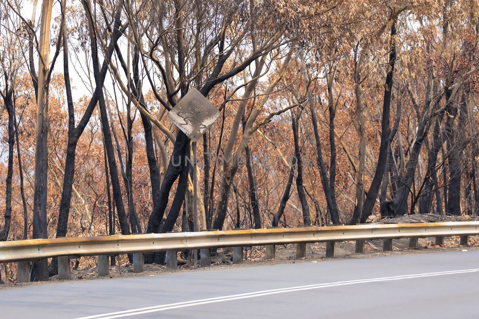 A burnt sign on a road surrounded by burnt gum trees due to bushfire in The Blue Mountains in regional Australia