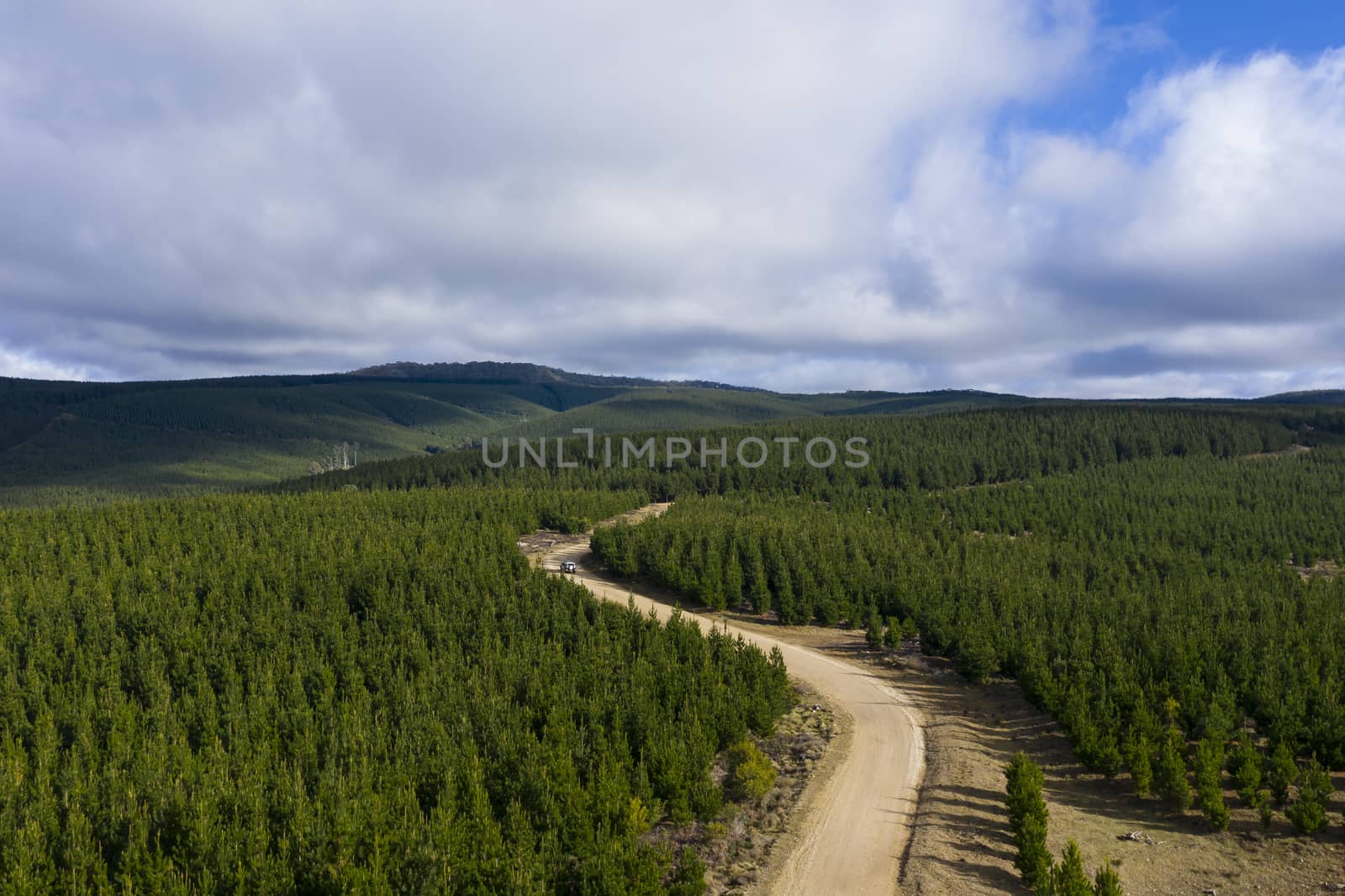 A car driving on a dirt road through a pine forest in regional Australia by WittkePhotos