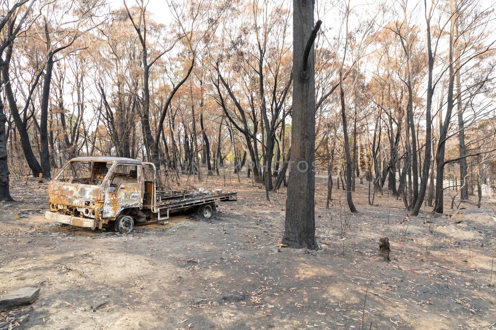 A burnt truck amongst severely burnt gum trees after a bushfire in The Blue Mountains in Australia