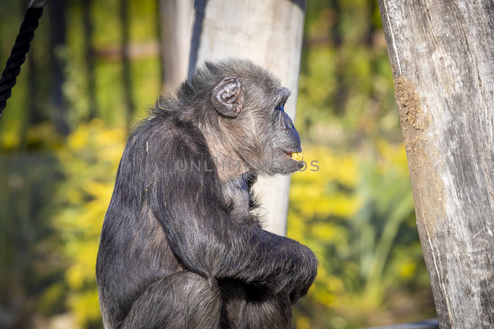 A Chimpanzee resting in the sunshine while looking into the distance by WittkePhotos