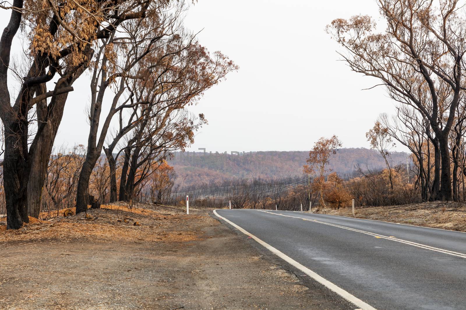 A road surrounded by burnt gum trees due to bushfire in The Blue Mountains in Australia by WittkePhotos