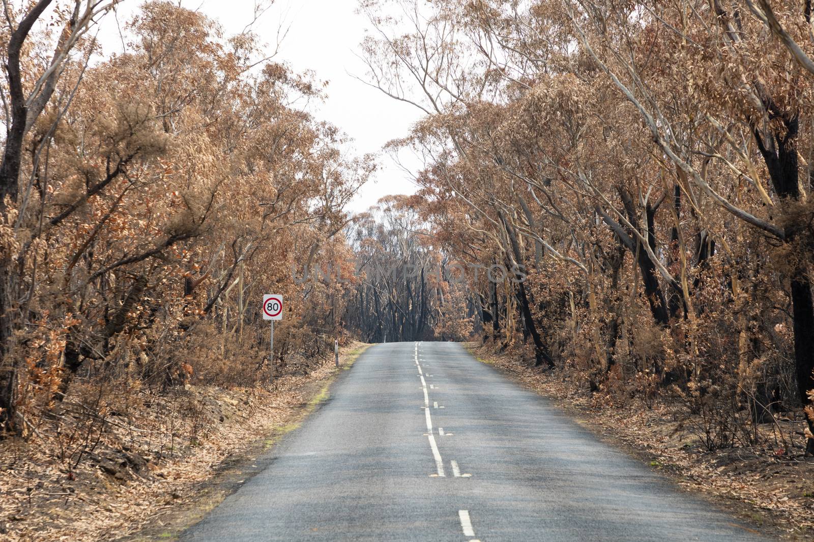 A road surrounded by burnt gum trees due to bushfire in The Blue Mountains in Australia by WittkePhotos