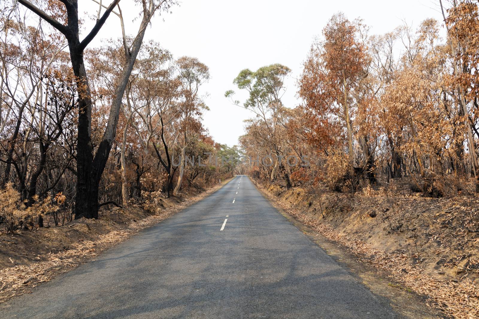 A road surrounded by burnt gum trees due to bushfire in The Blue Mountains in Australia