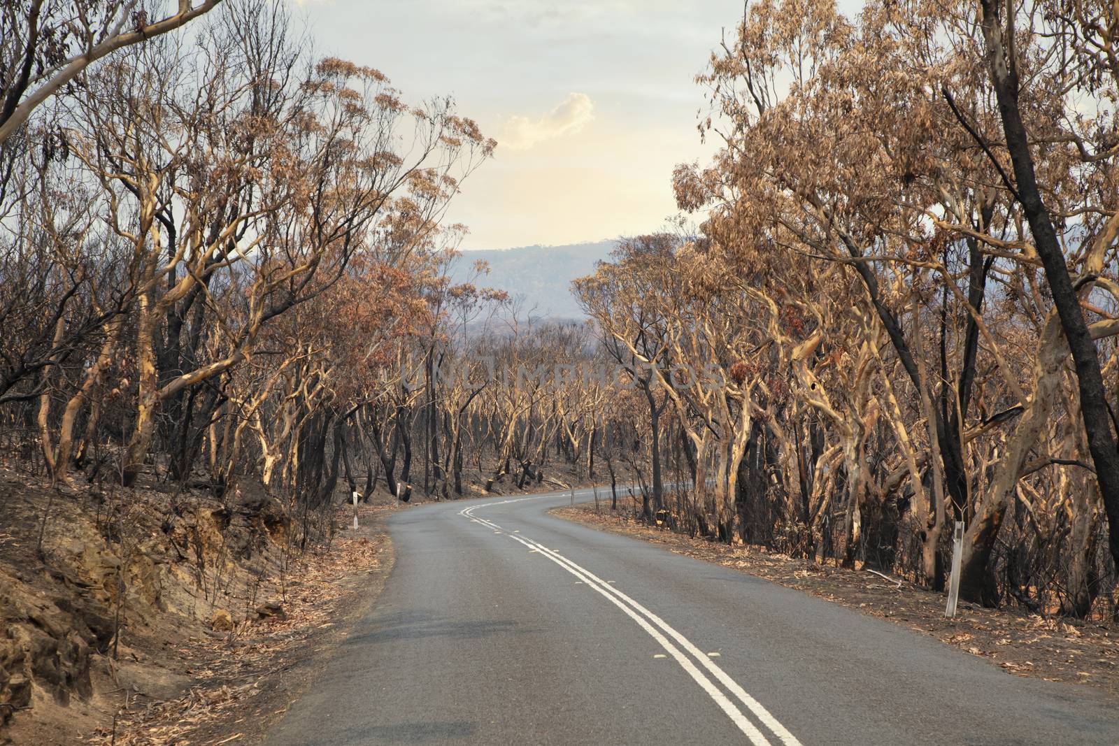 A road surrounded by burnt gum trees due to bushfire in The Blue Mountains in Australia by WittkePhotos