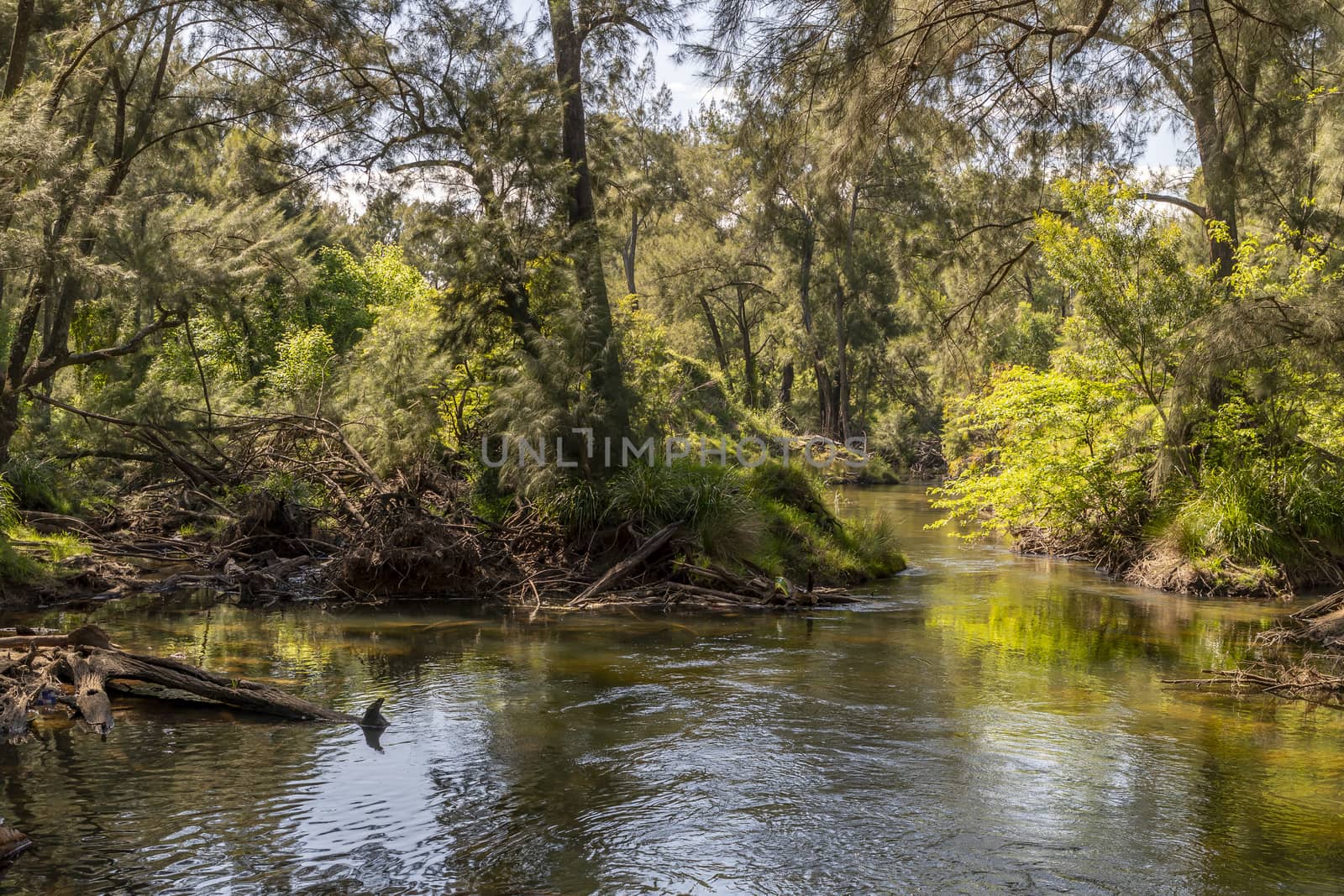 A creek running through a forest of green trees in the sunshine in regional Australia by WittkePhotos