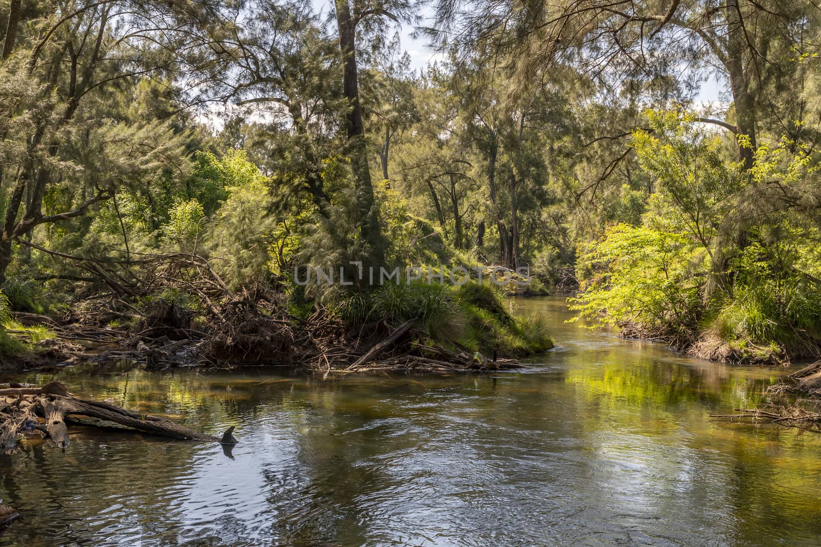 A creek running through a forest of green trees in the sunshine in regional Australia