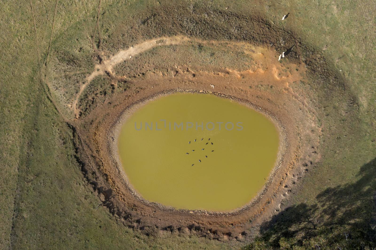 Ducks swimming in a dry agricultural irrigation dam in regional Australia by WittkePhotos