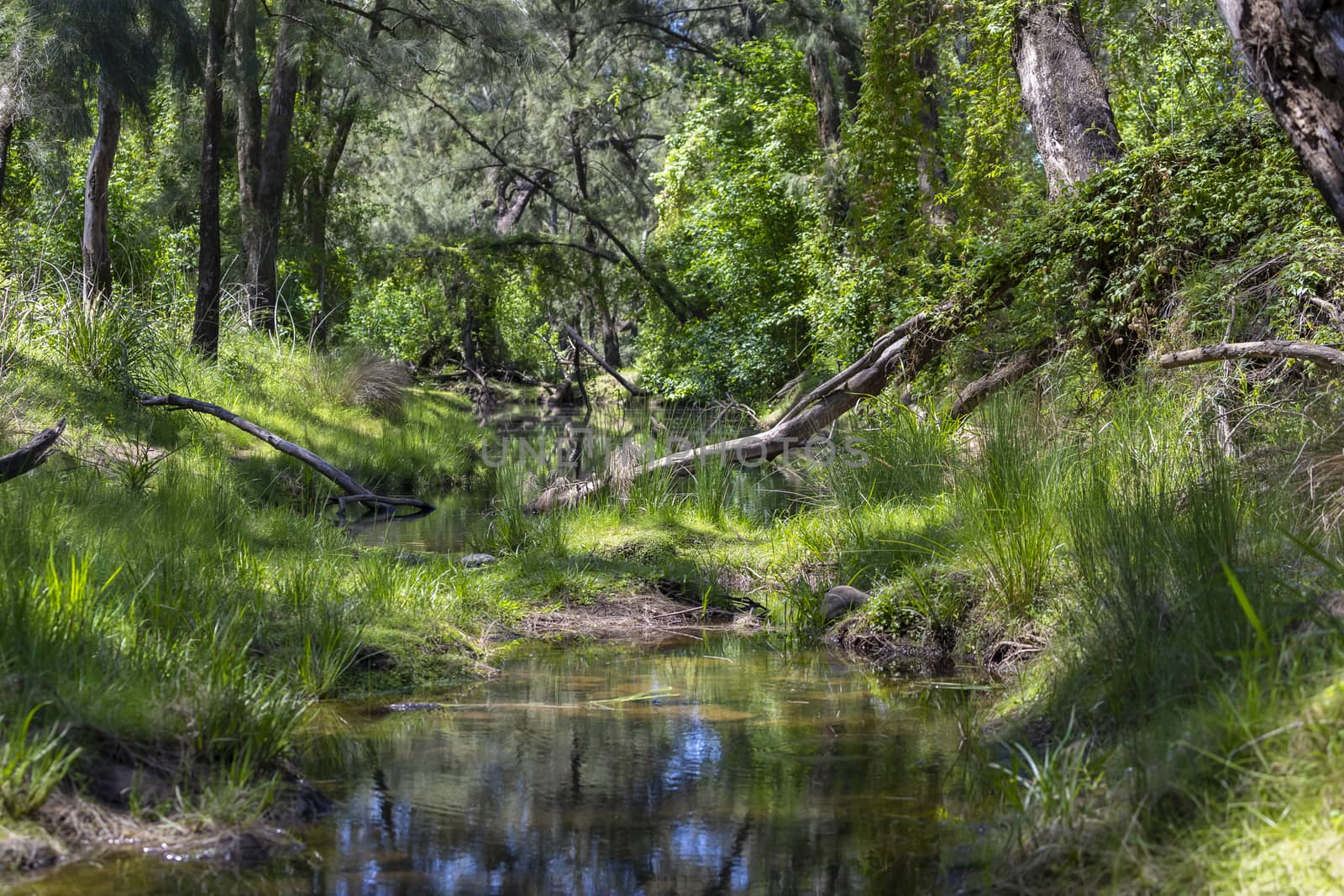 A creek running through a forest of green trees in the sunshine in regional Australia