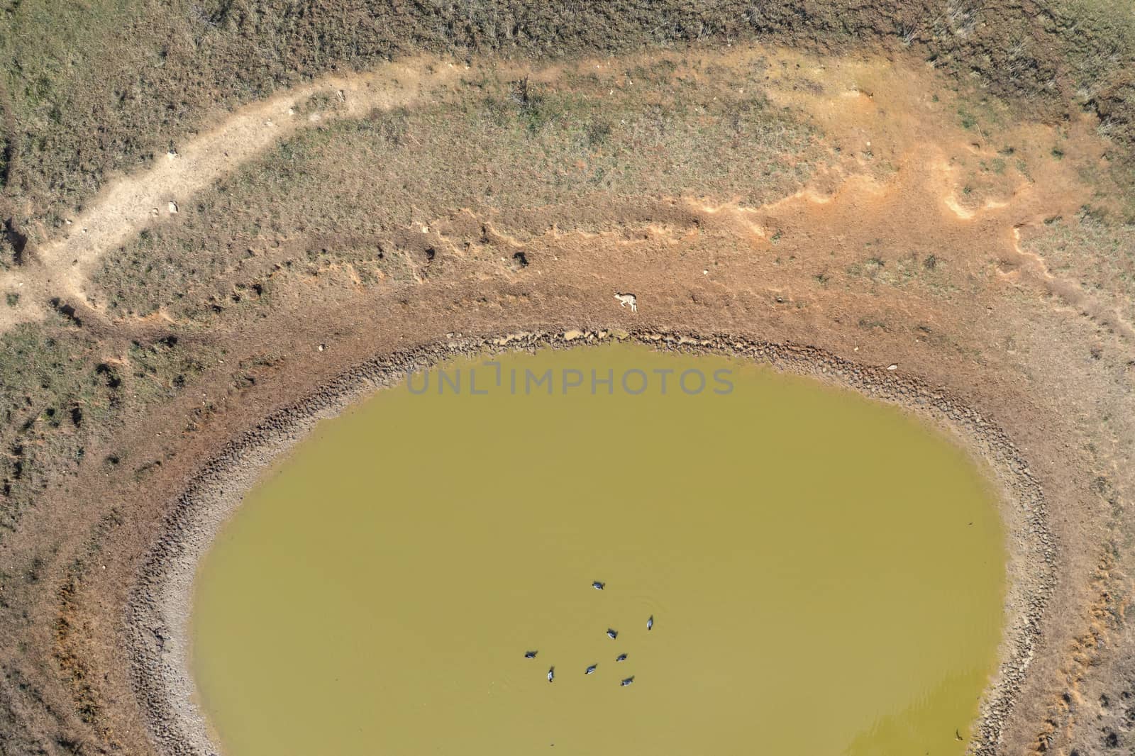 Ducks swimming in a dry agricultural irrigation dam in regional Australia by WittkePhotos