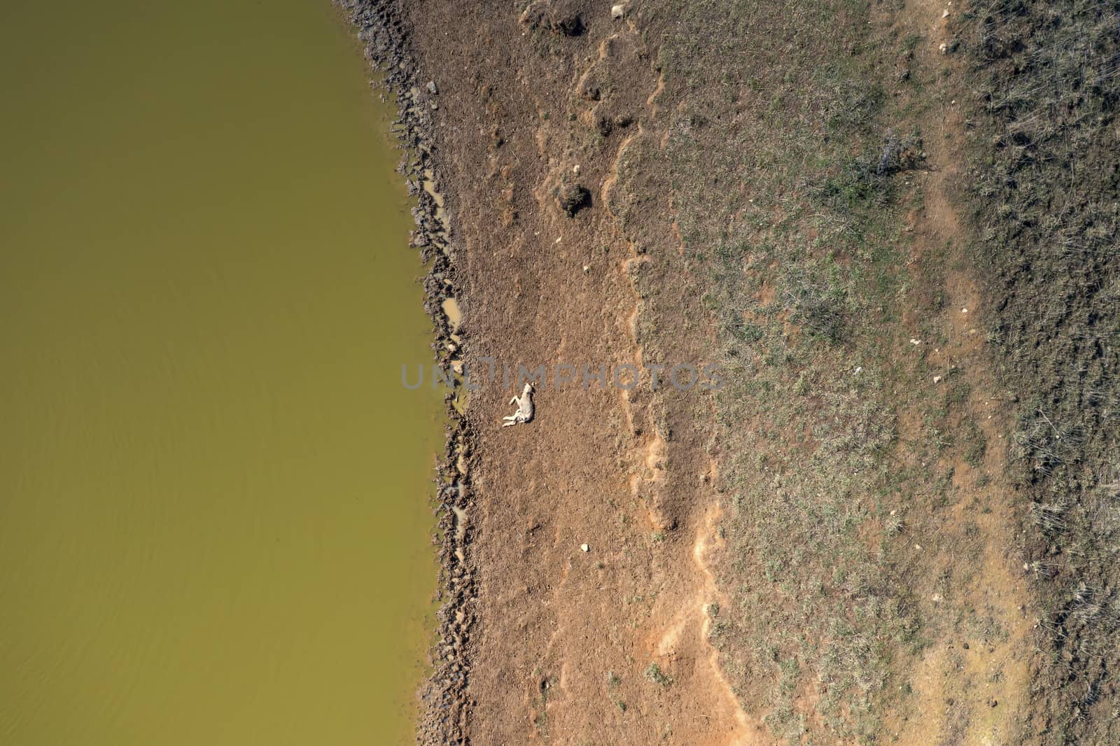 A dead lamb lying next a dry agricultural irrigation dam in regional Australia