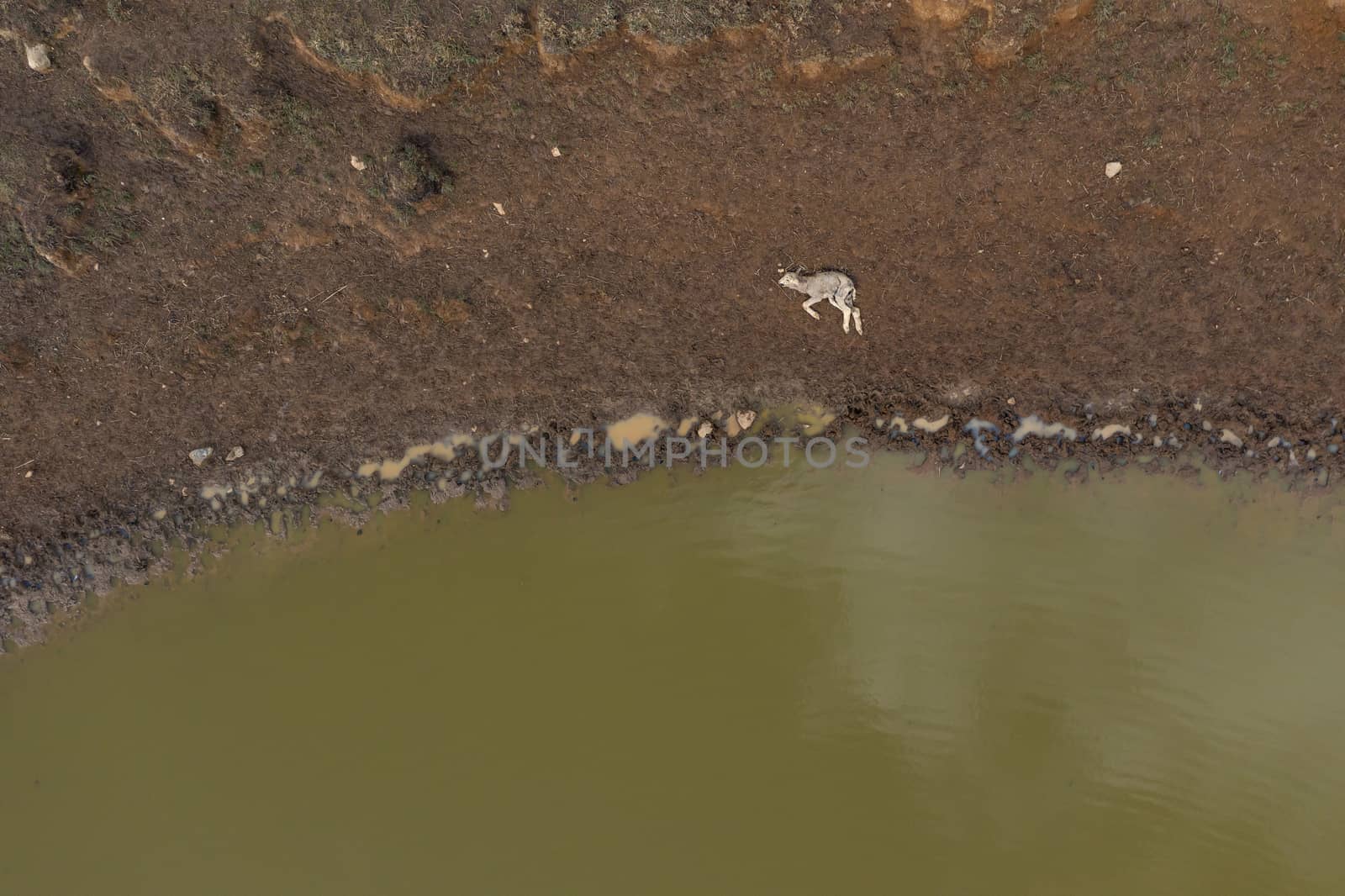 A dead lamb lying next a dry agricultural irrigation dam in regional Australia by WittkePhotos