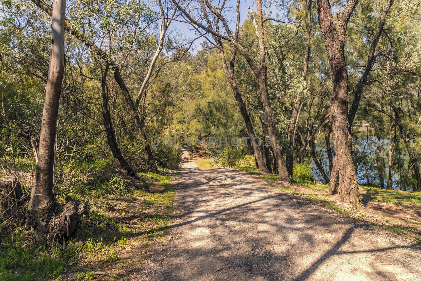 A dirt road in a forest in the outback in regional Australia