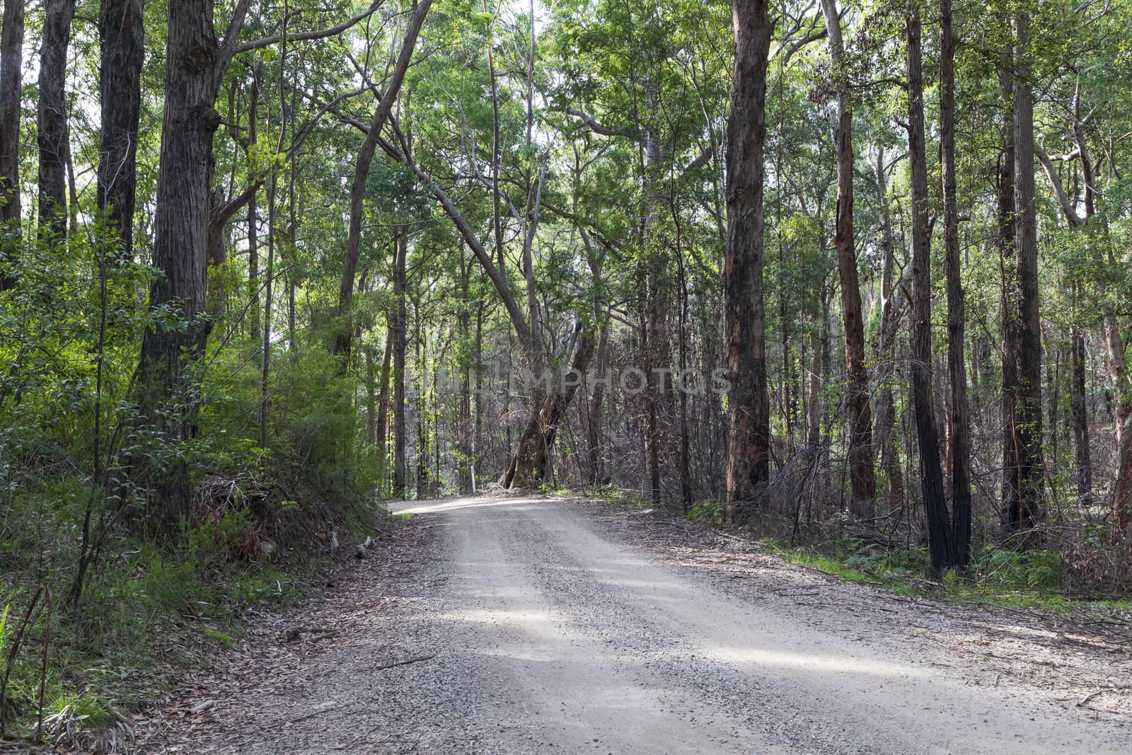 A dirt track in the Wollemi National Park in regional New South Wales in Australia