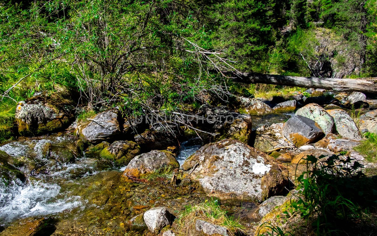 Stormy mountain river in the Altai Republic.