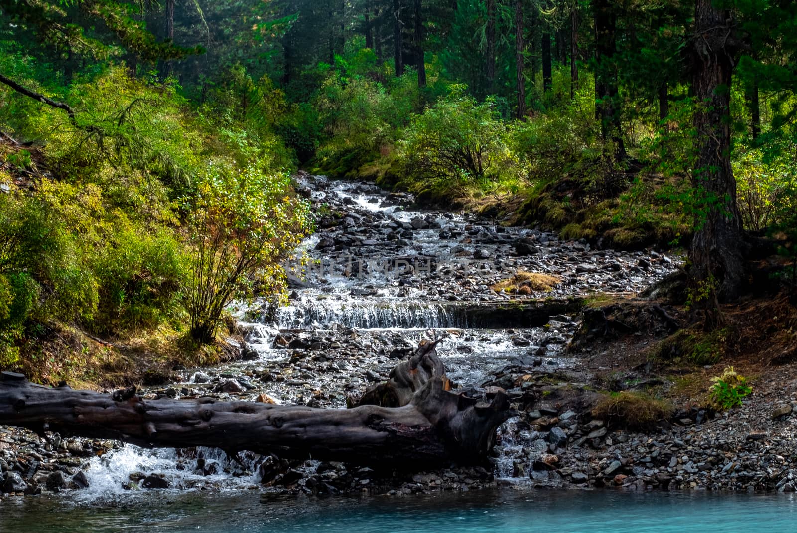 A mountain stream flows from the forest and flows into a lake in the Altai Republic.