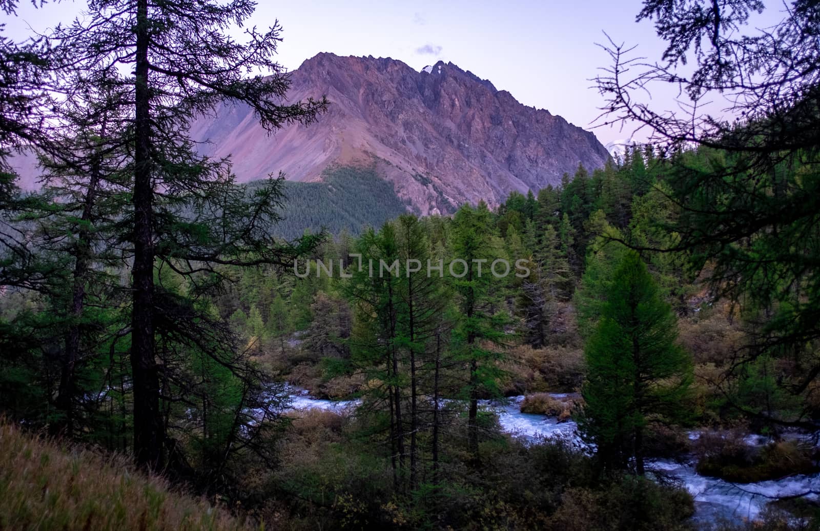 A mountain stream flows through the forest at dusk in the Altai Republic.