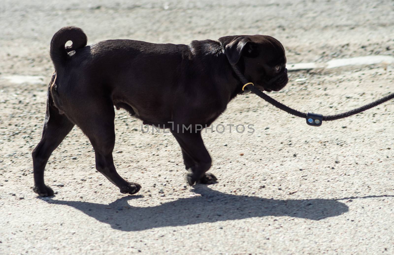 Black pug dog on a leash on a sunny day.