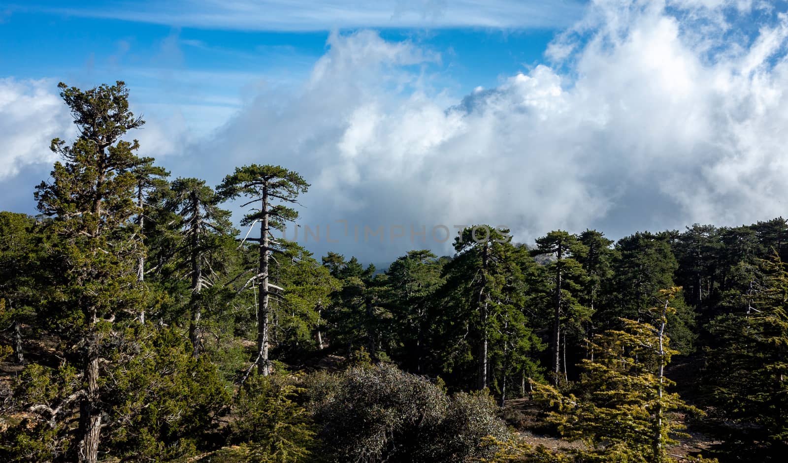 Lebanese cedars in a mountain forest in the central part of the island of Cyprus;
