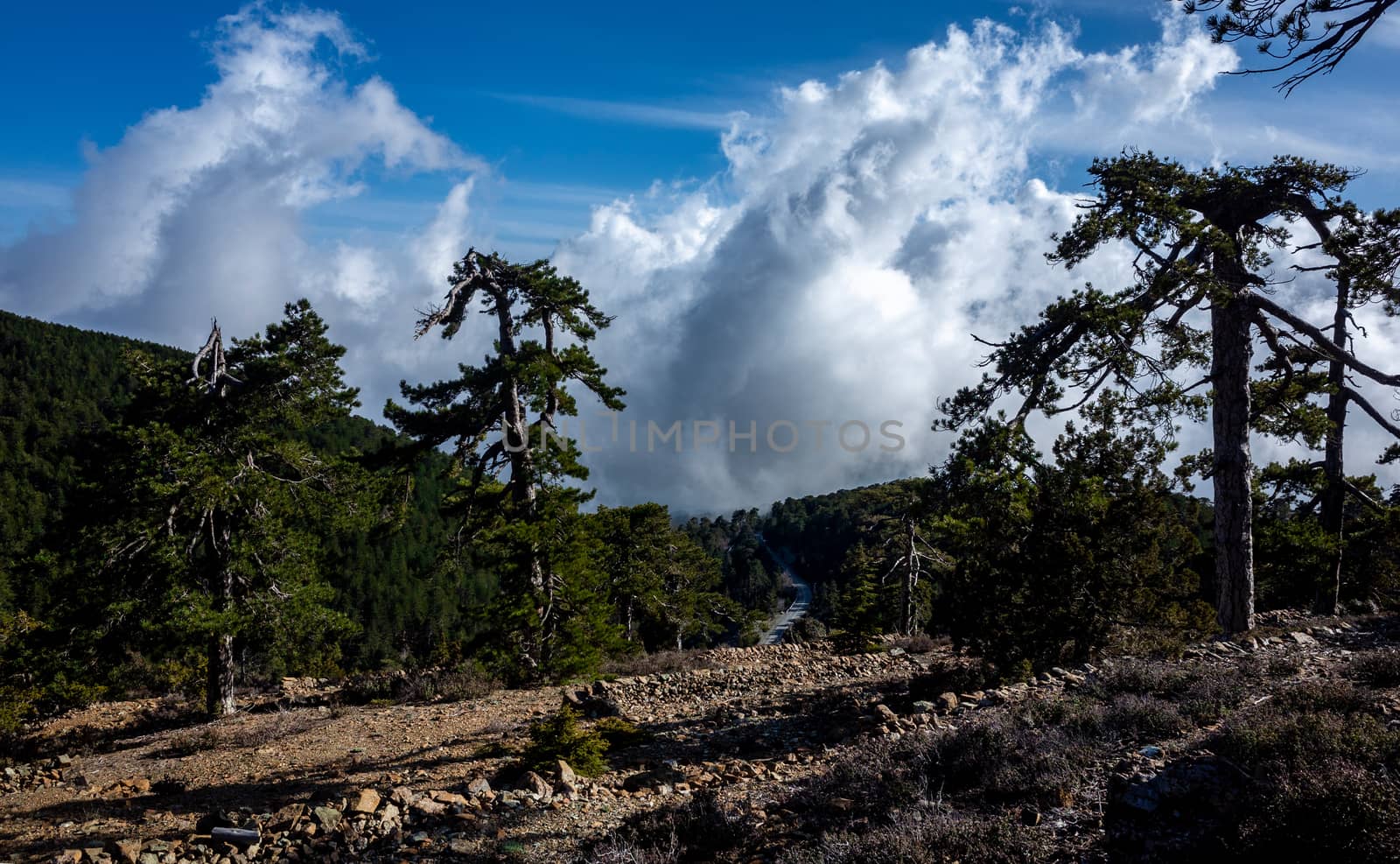 Lebanese cedars in a mountain forest in the central part of the island of Cyprus;