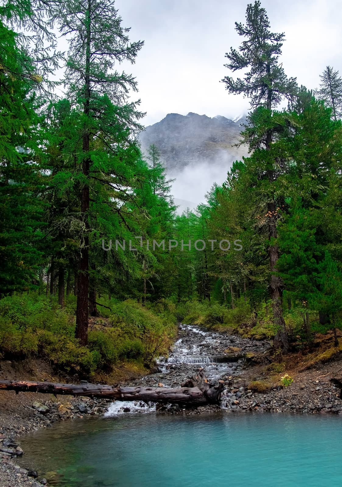 A mountain stream flows from the forest and flows into a lake in the Altai Republic.