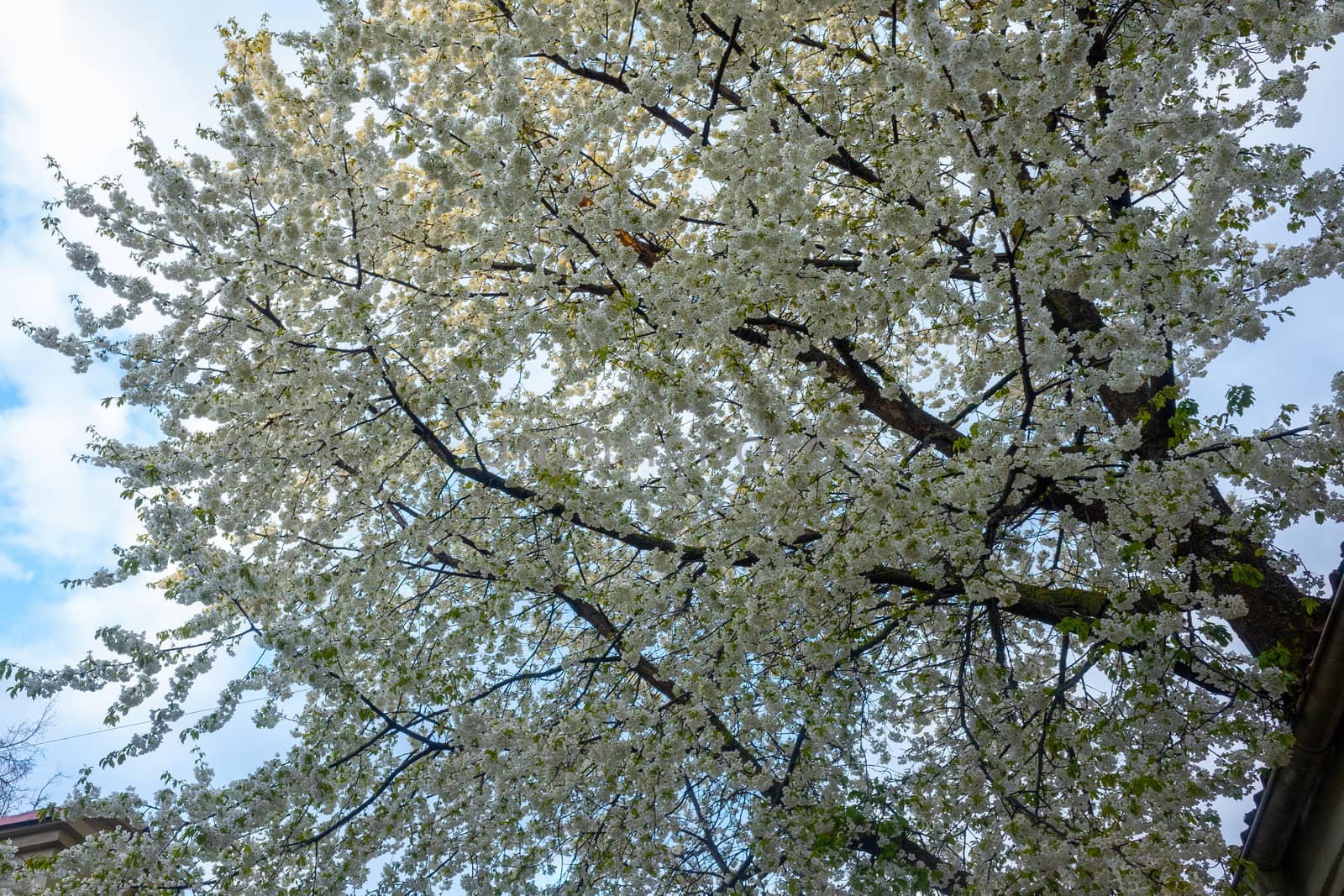 Old courtyard with flowering trees in the center of Vilnius.