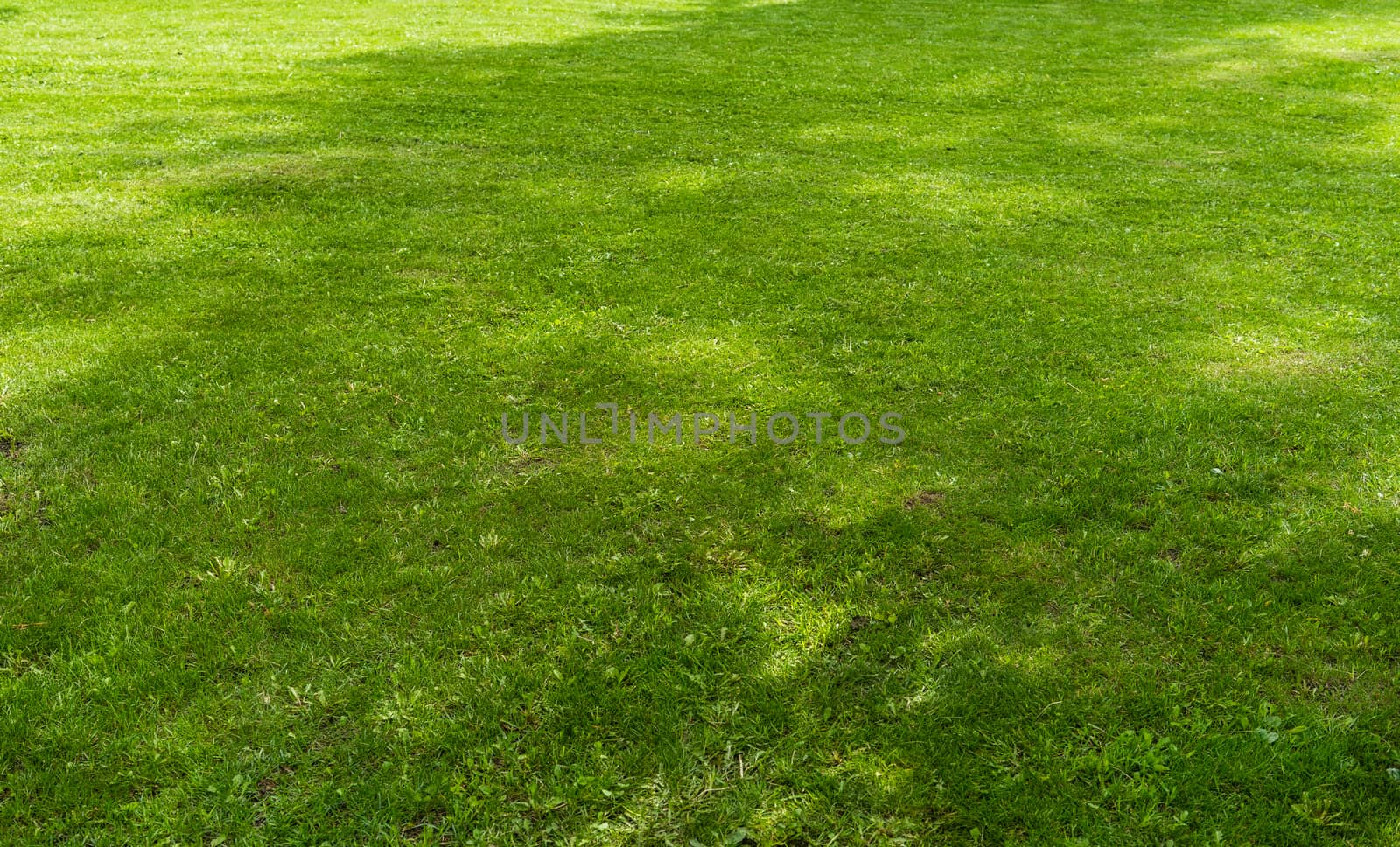 Freshly cut green lawn grass in a city Park on a bright Sunny day.
