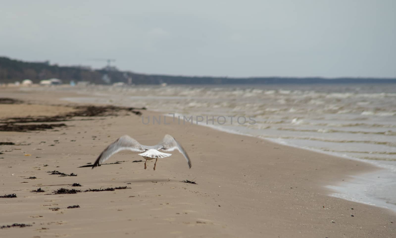 A seagull on the sandy shore of the Baltic Sea in cloudy weather.