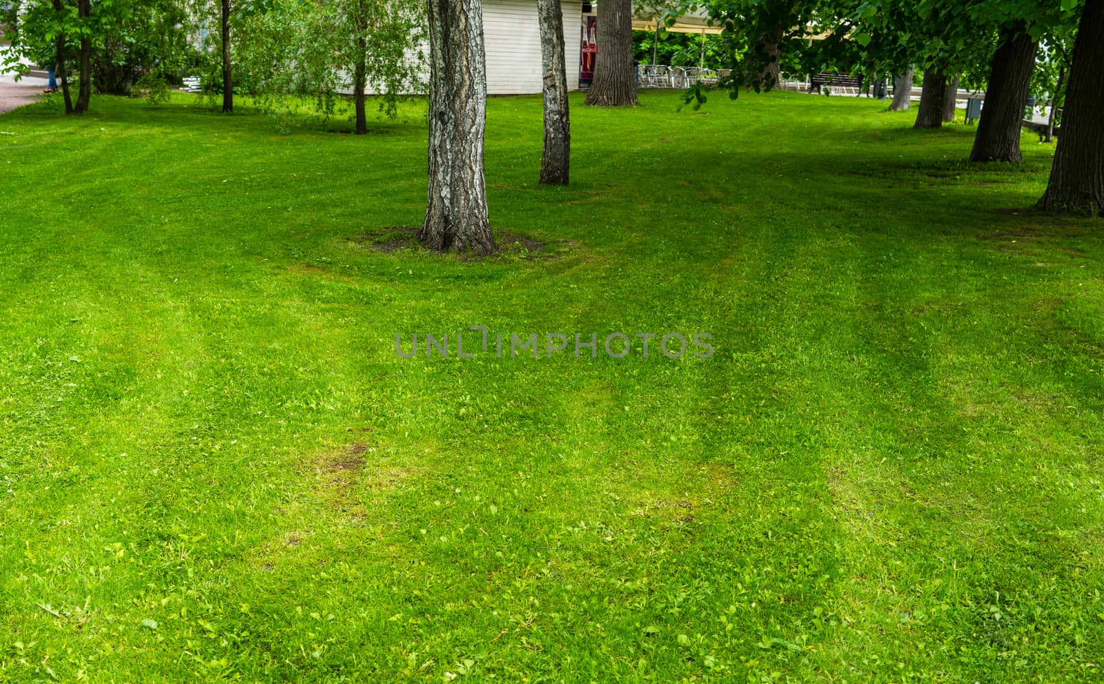 Freshly cut green lawn grass in a city Park on a bright Sunny day.