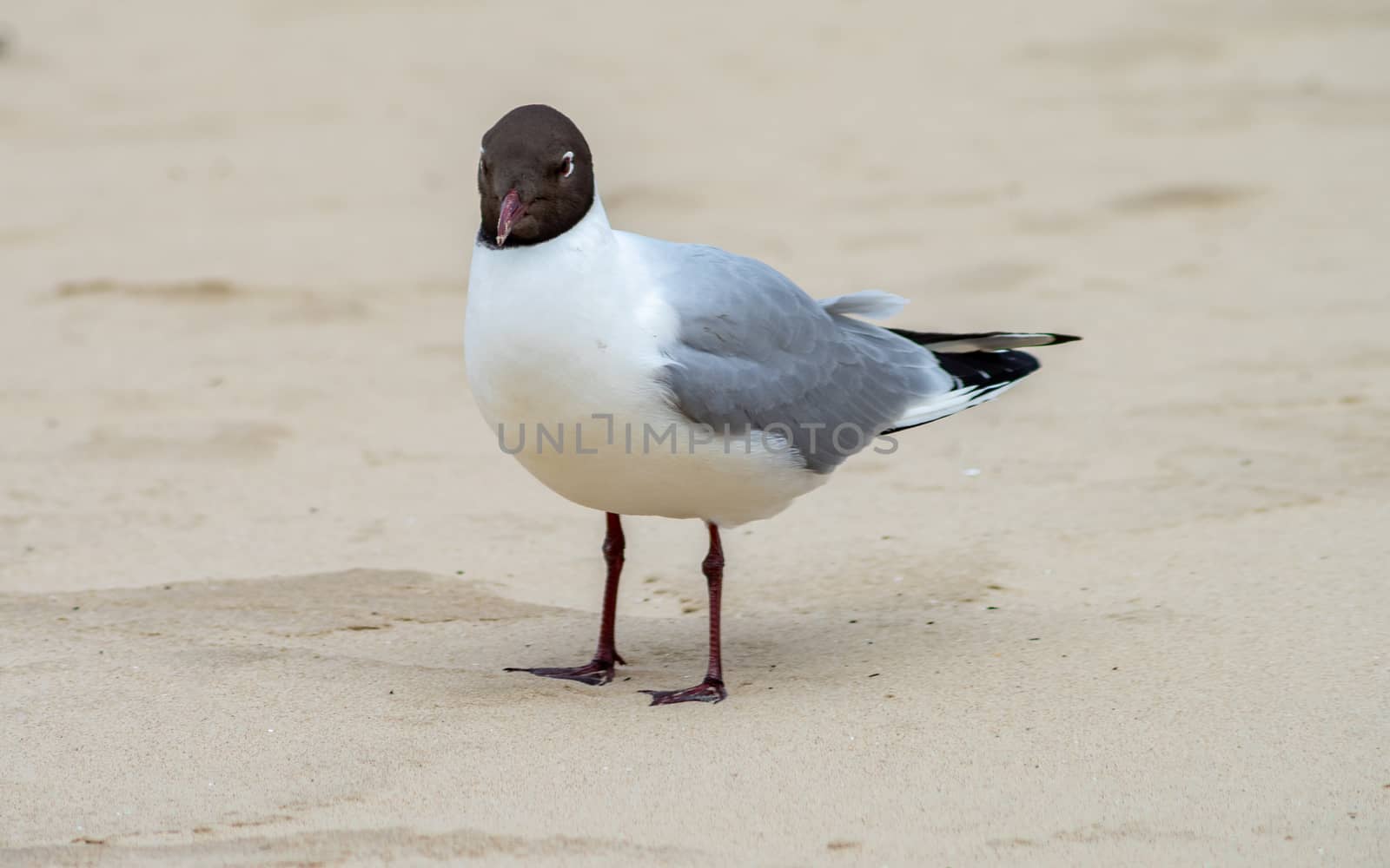 White-gray gull with a black head on the background of the sand of the beach.