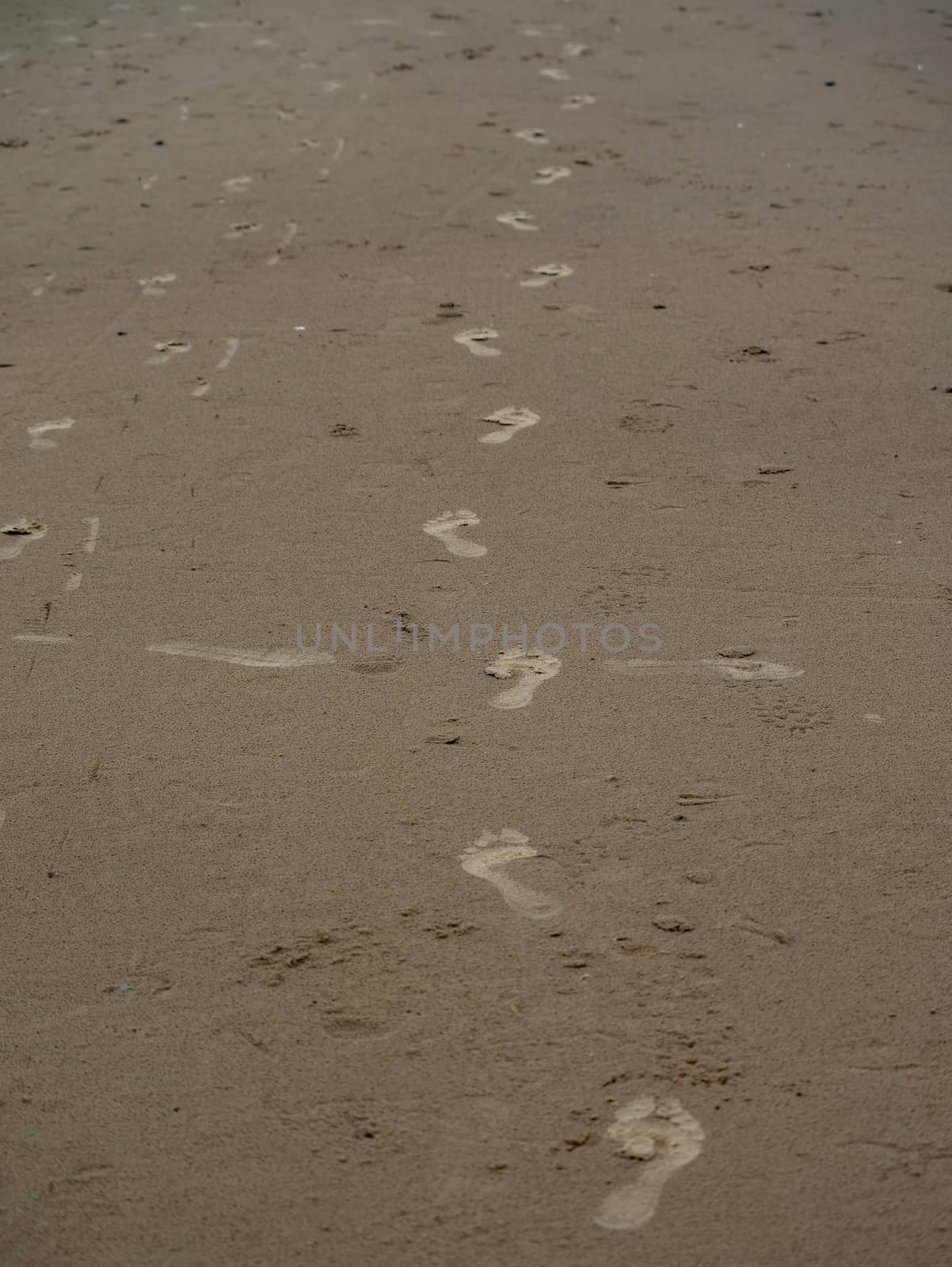 Many bare footprints on the wet sand of a beach