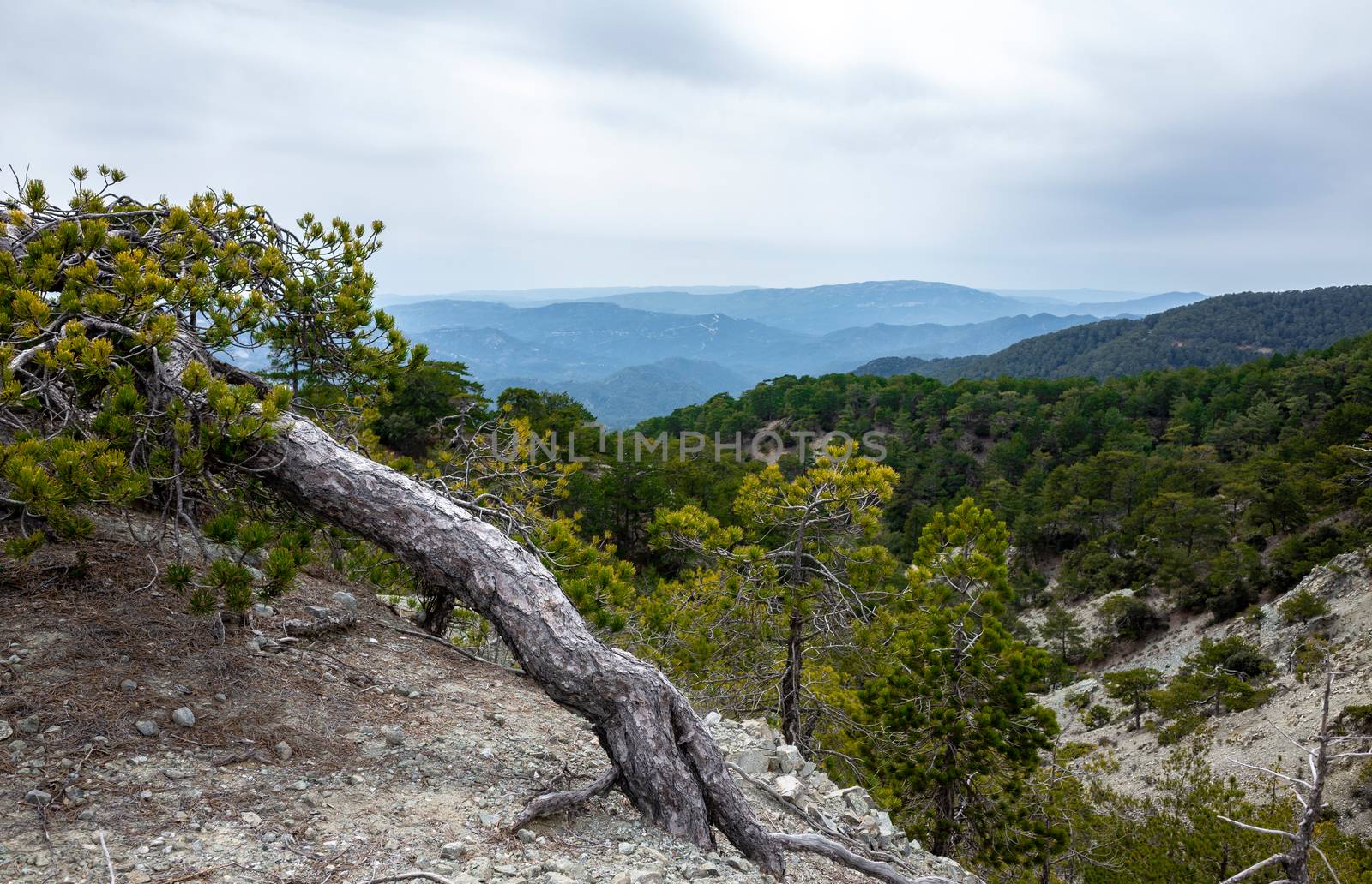 Forest-covered green hills on a bright Sunny summer day in the mountains of Central Cyprus.