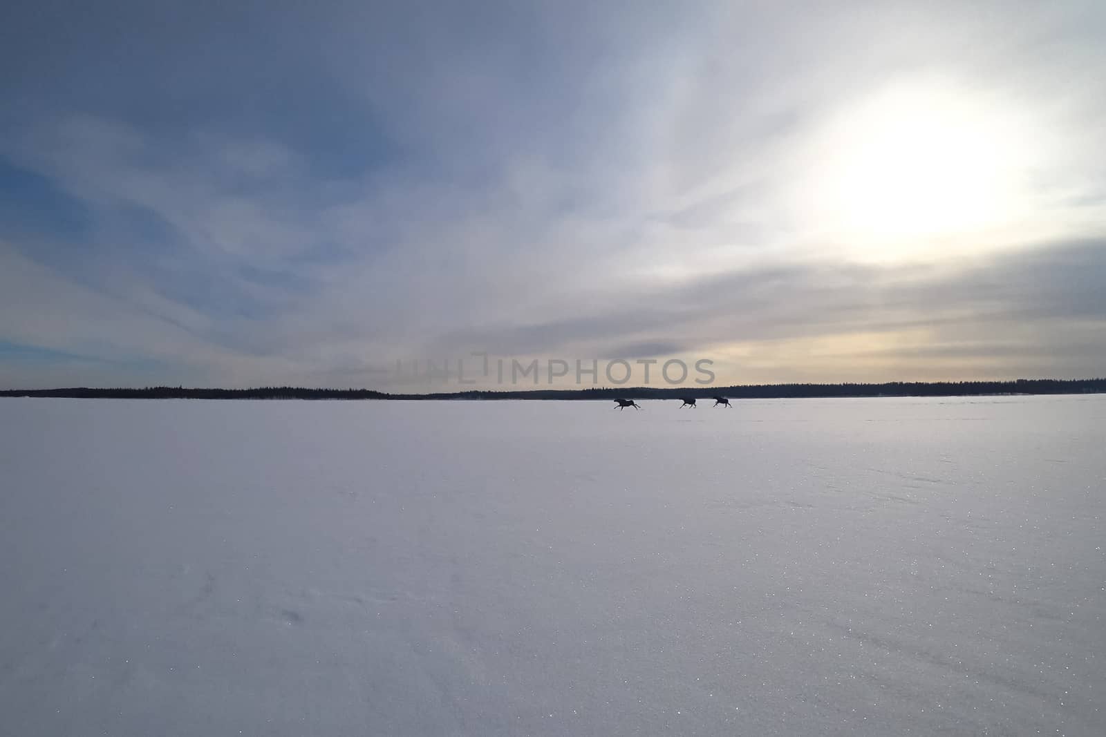 Moose run on an icy lake. Winter and ice on the lake, moose running through the snow.
