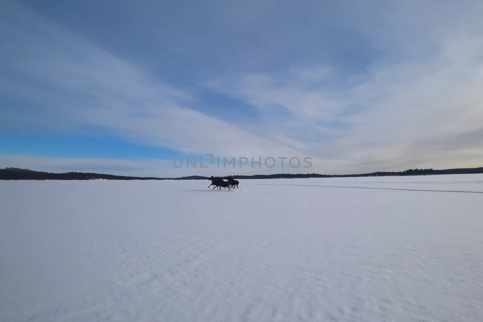 Moose run on an icy lake. Winter and ice on the lake, moose running through the snow.