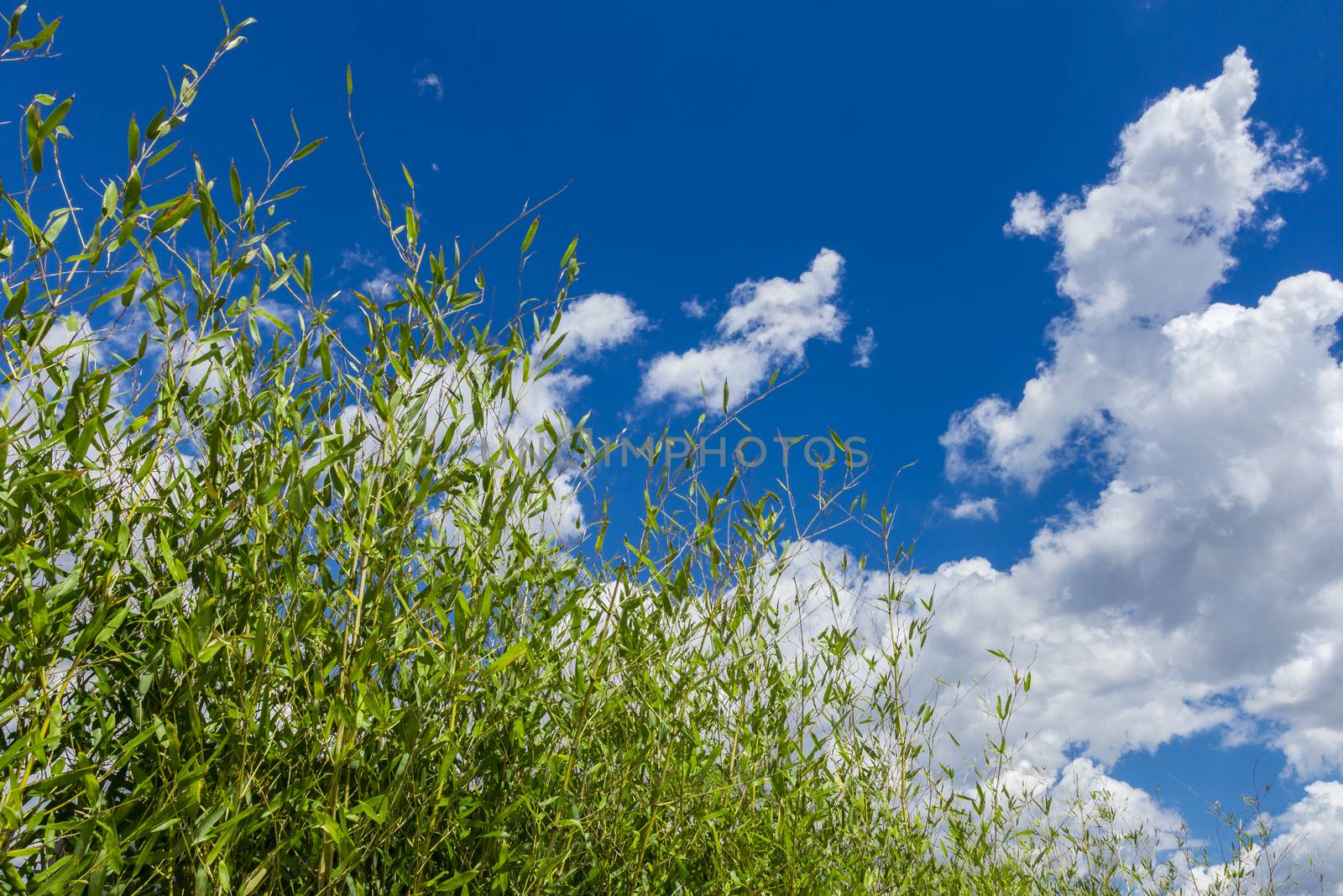 Green tree over a clousy sky. Beauty natural background