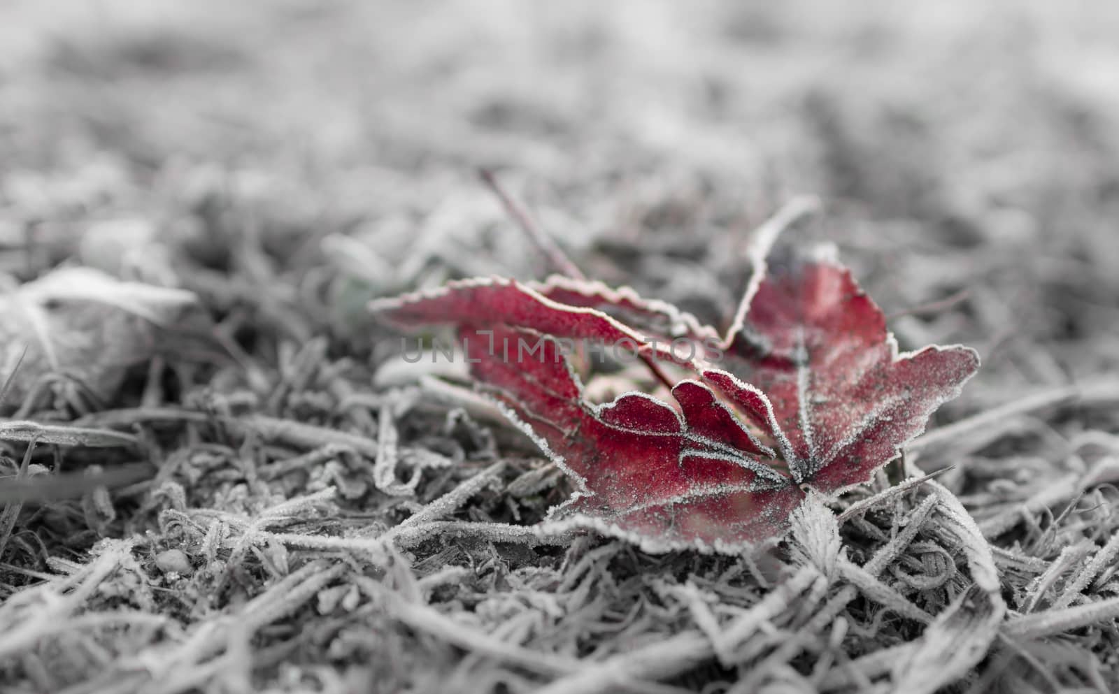 Abstract texture of dead leaf, covered with ice in winter day. Soft selective focus. Perfect background or texture. Cool bokeh.
