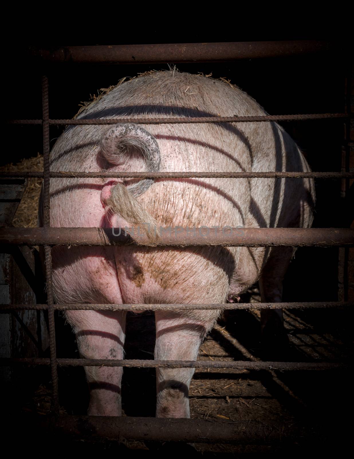 View of the back of a big pig in the sty.