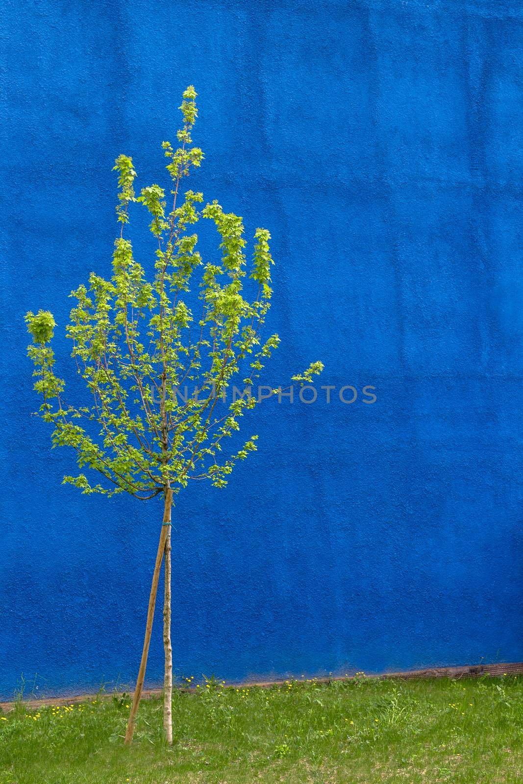 Small tree, isolated on blue backdrop rough.