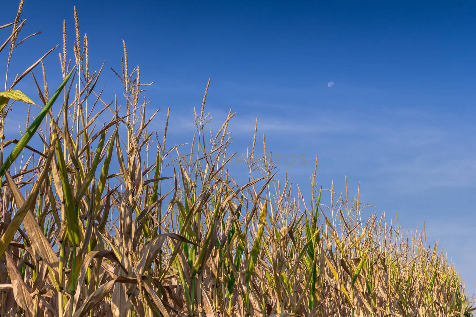 Horizontal shot of a wheat field with blue sky in the background.