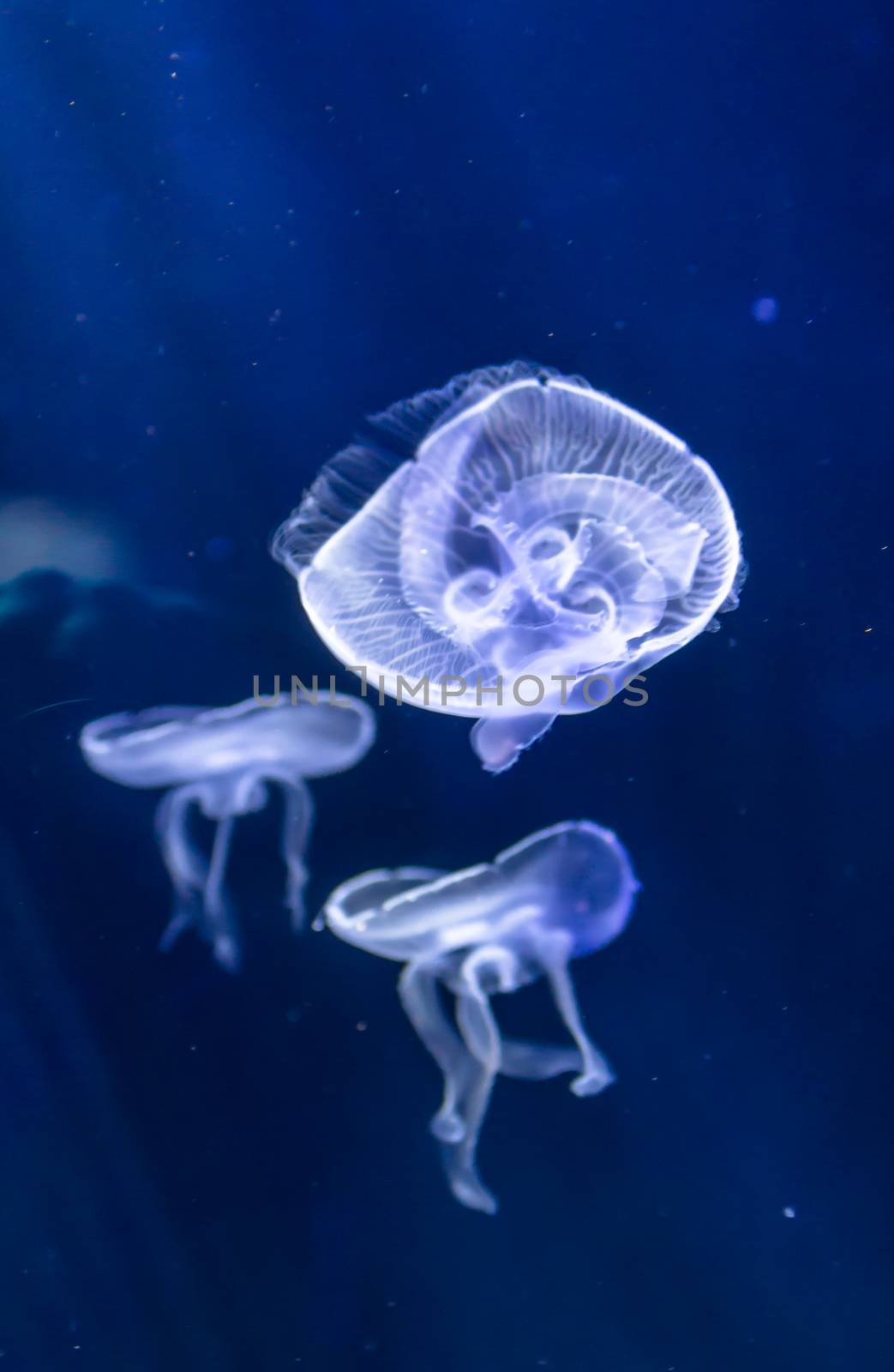 A jellyfish in the foreground and two out of focus on background, in an upper vertical cut.