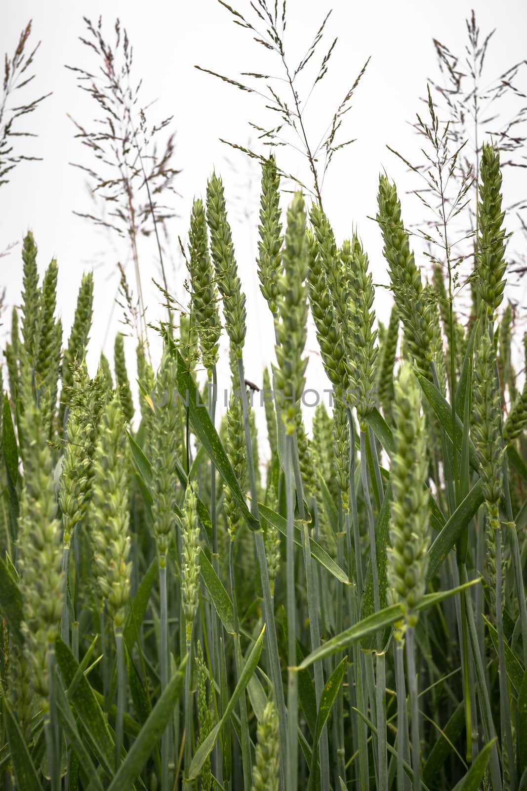 Top view of a wheat field with ears Top view of a wheat field with ears newborn.