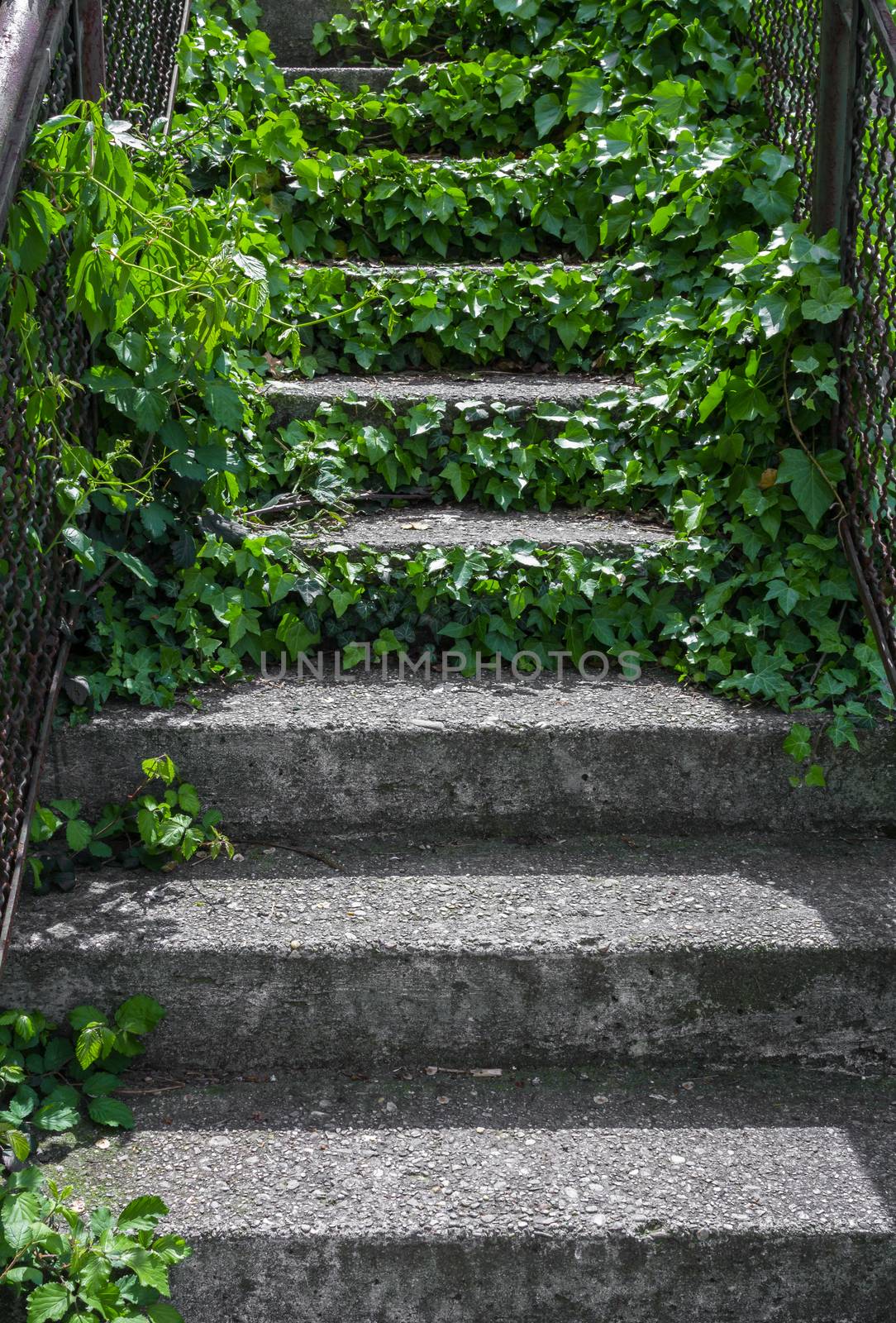 Old stairs and surrounding vegetation