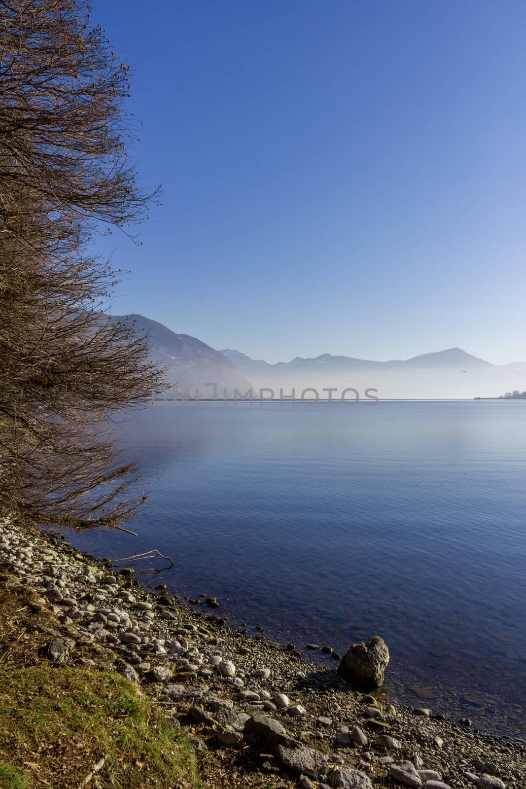 Panoramic view of a tree by the lake, on a winter day.